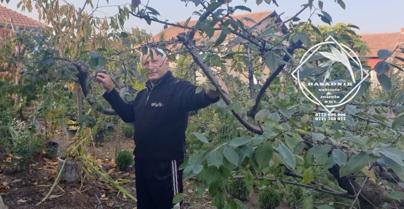 taiere la dimens.de prod. - PRUN RUSIA GALBEN