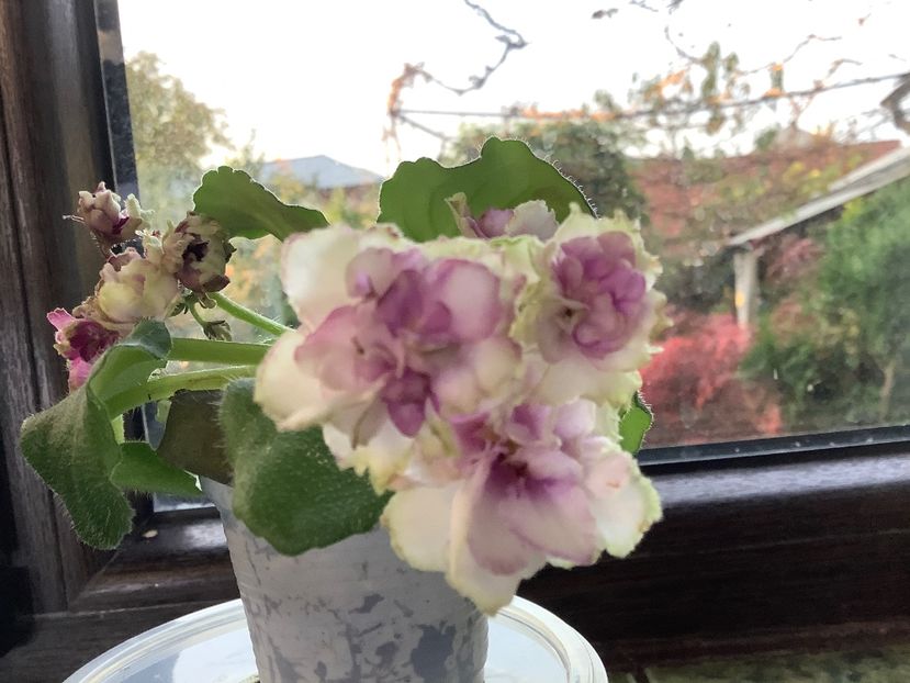  - Morgan s Drifter s Rose