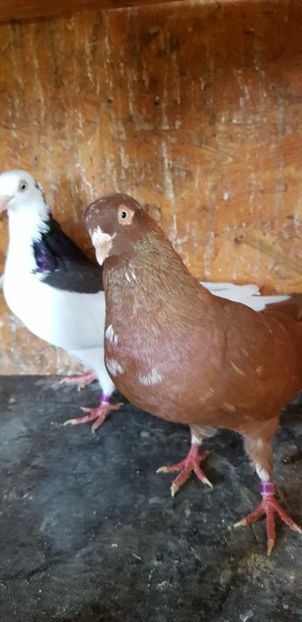  - Rolleri de Birmingam 2021