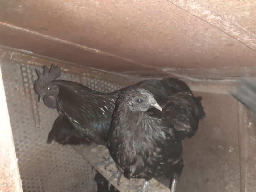  - Gaini Ayam Cemani