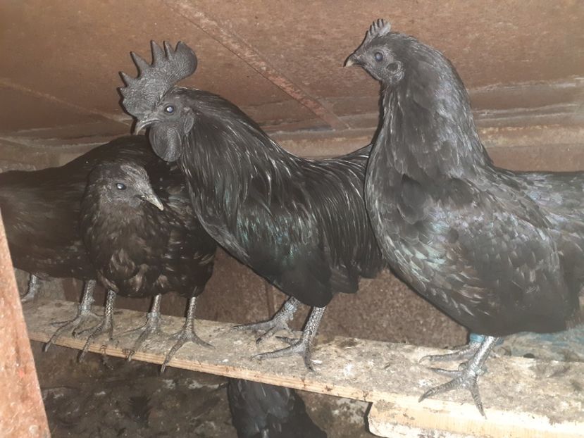  - Gaini Ayam Cemani