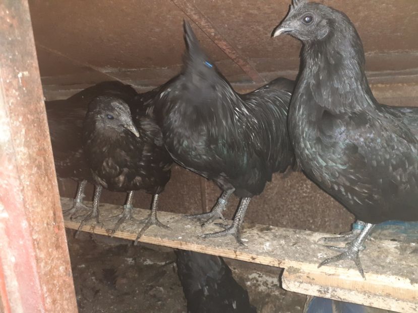  - Gaini Ayam Cemani