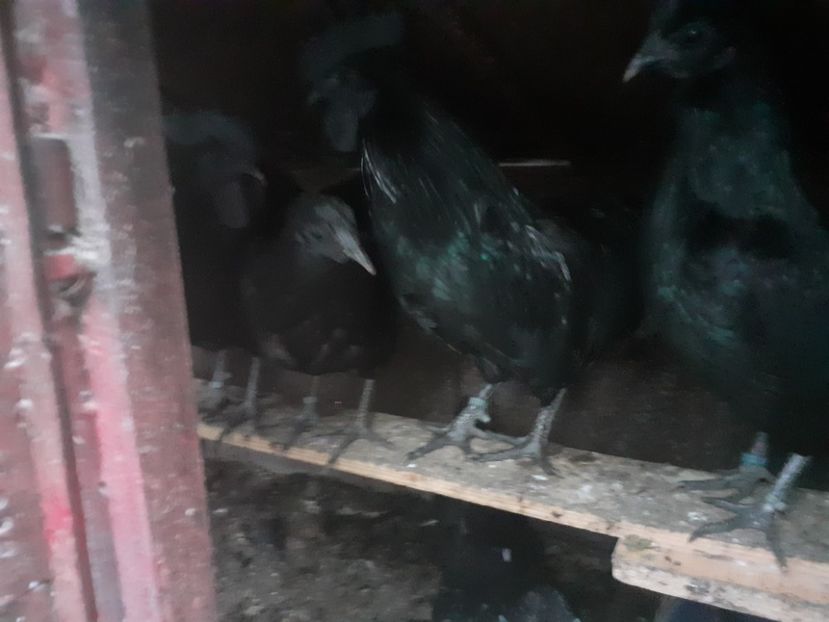  - Gaini Ayam Cemani