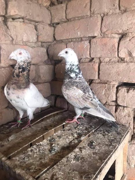  - NU AMI APARTIN 2020