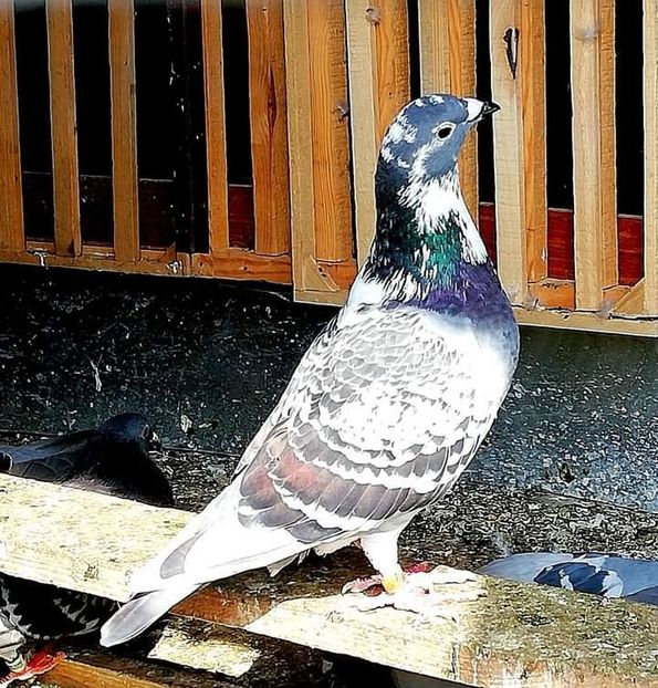  - NU AMI APARTIN 2020