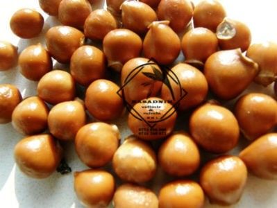 clocotisul 4 - CLOCOTISUL raritate ACEST PRODUS NU SE VINDE