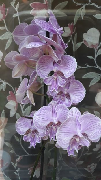  - 2 Orhidee Phalenopsis