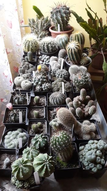 - 5 Cactuși