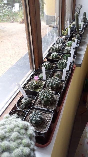  - 5 Cactuși