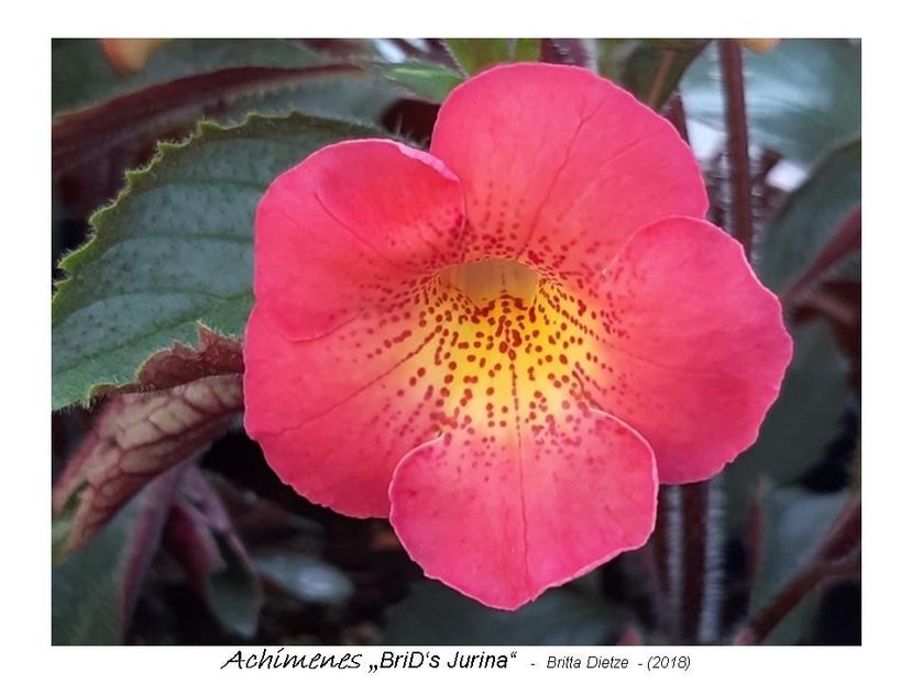 BriD_s Jurina - achi erika