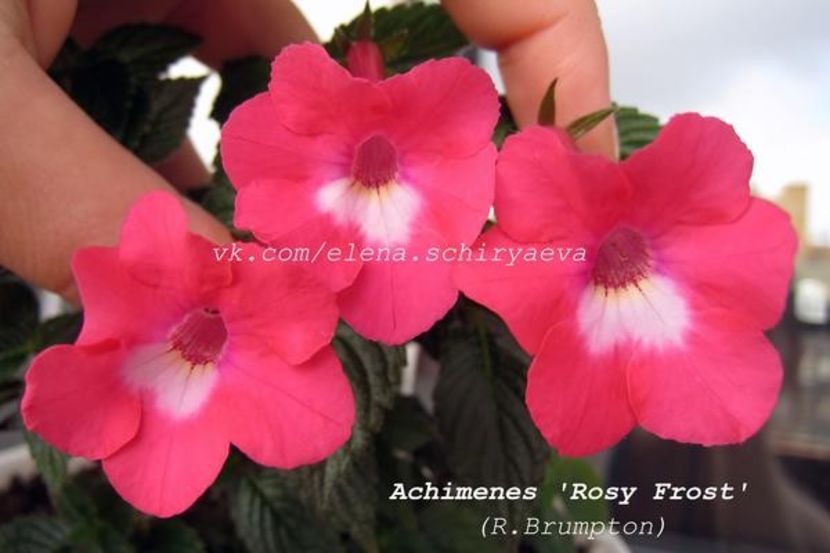 Rosy Frost - achi erika