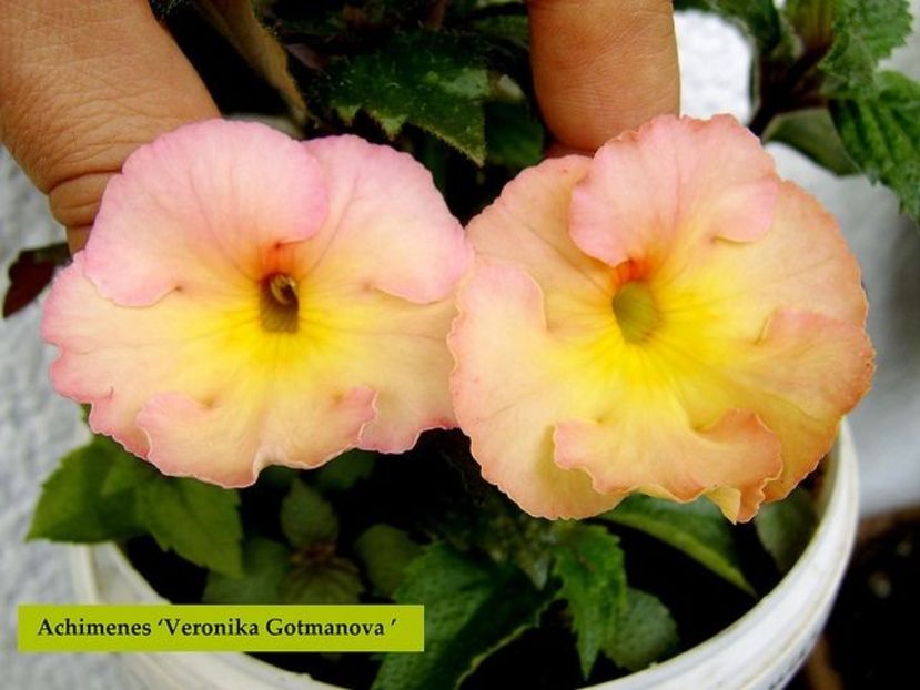 Veronika Gotmanova - achi erika