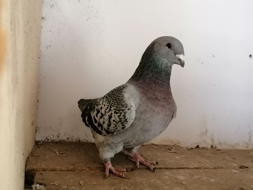 M20 - Solzati 2020-2021