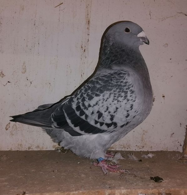 F18 - Solzati 2020-2021