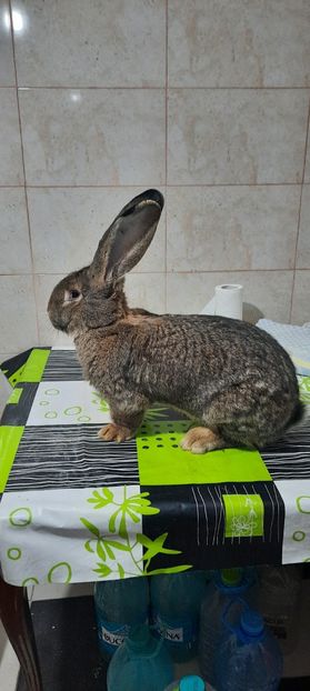  - Masculi sezon 2020 si 2021