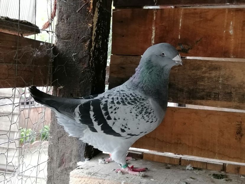 M2019 De vanzare - De Vanzare