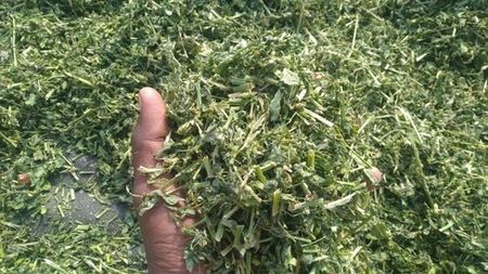  - De vanzare Peleti Lucerna