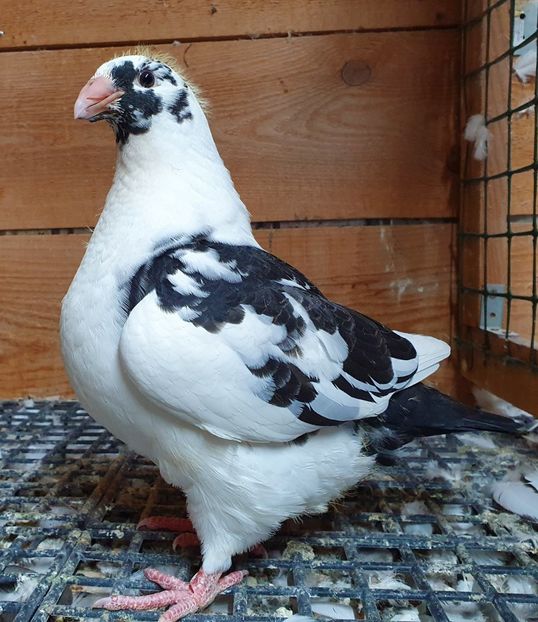 Fem 2020 luna octombrie - Pui 2020