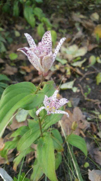 tricyrtis hirta(orhidee de gradina) - Gradina si terasa PrimaLuce_7-Hello 2020