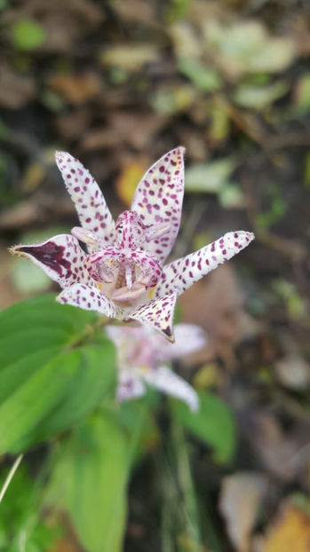 tricyrtis hirta(orhidee de gradina) - Gradina si terasa PrimaLuce_7-Hello 2020