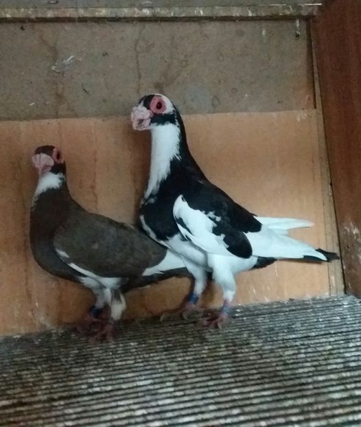 20201024_182902-1 - BERBERI INDIAN