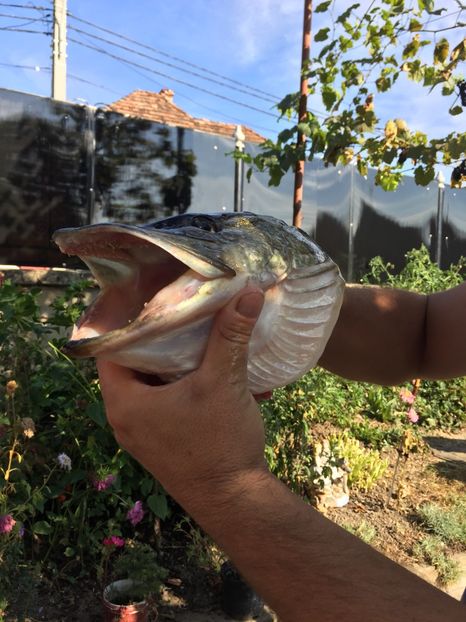 5B4EFE63-636B-490D-96DB-9C9B951EAEBC - 11SPINNING LA STIUCA