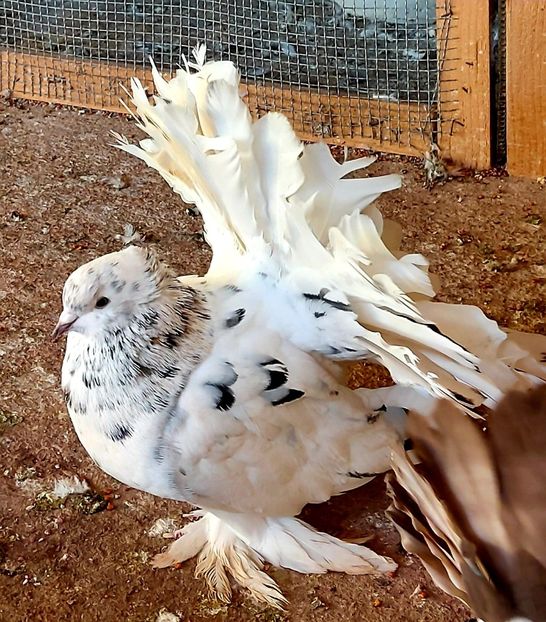  - Voltati indieni matca 2021