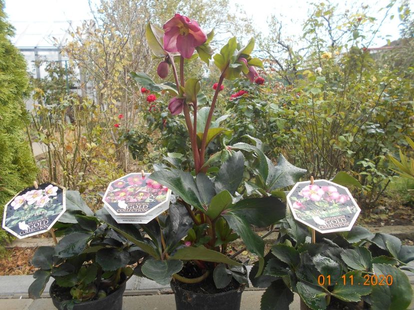  - 1Azalee-rhododendroni-heleborusi-hortensii-hoste 2020