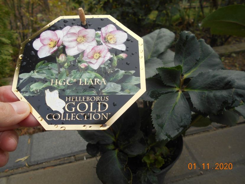  - 1Azalee-rhododendroni-heleborusi-hortensii-hoste 2020