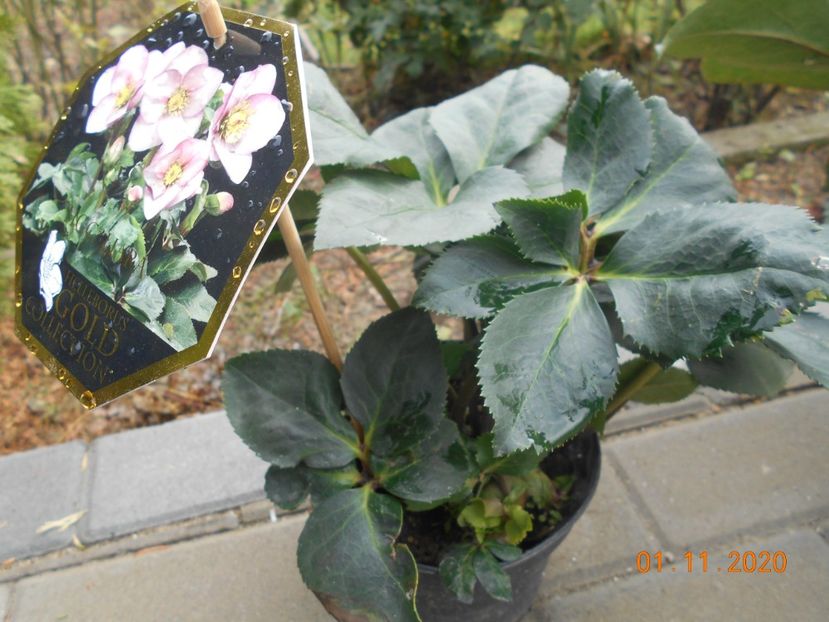  - 1Azalee-rhododendroni-heleborusi-hortensii-hoste 2020