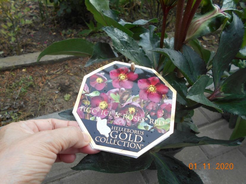  - 1Azalee-rhododendroni-heleborusi-hortensii-hoste 2020