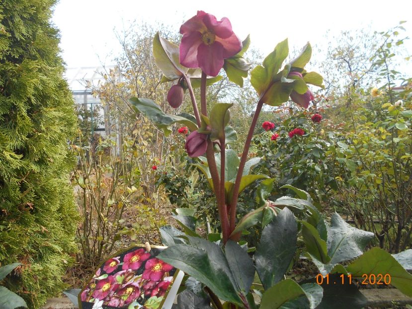  - 1Azalee-rhododendroni-heleborusi-hortensii-hoste 2020