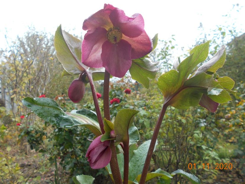  - 1Azalee-rhododendroni-heleborusi-hortensii-hoste 2020