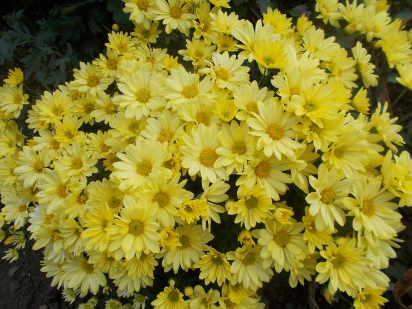  - CRIZANTEME SI TUFANELE 2020