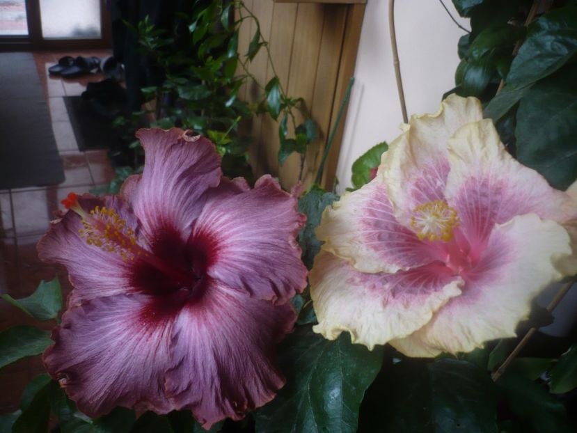 P1470097 - HIBISCUSI 2020-5