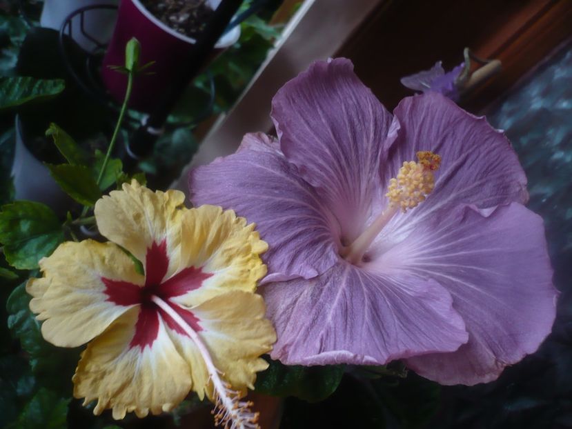 P1470102 - HIBISCUSI 2020-5