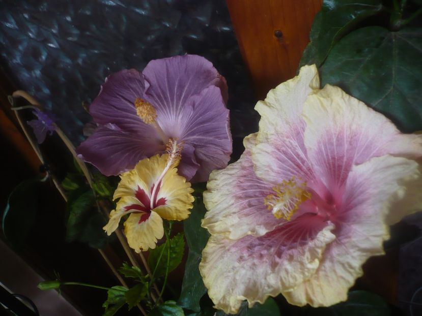 P1470103 - HIBISCUSI 2020-5
