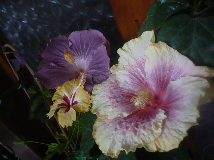 P1470104 - HIBISCUSI 2020-5