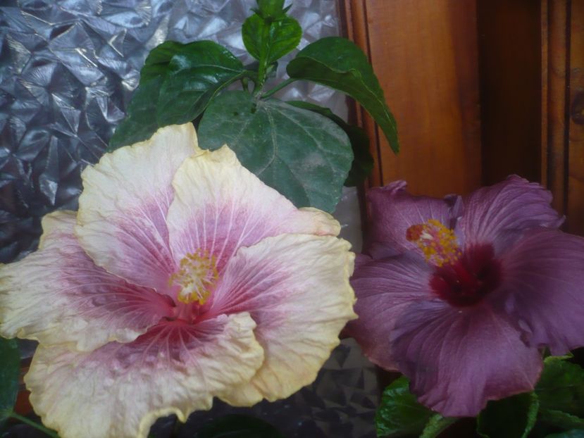 P1470105 - HIBISCUSI 2020-5