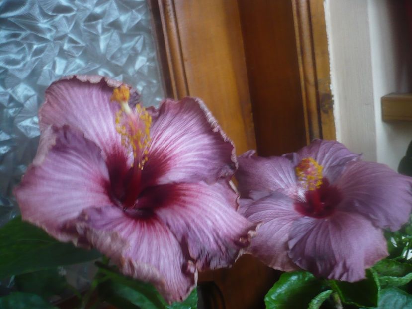 P1470106 - HIBISCUSI 2020-5