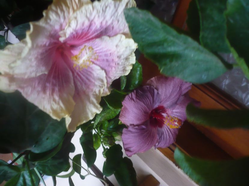 P1470108 - HIBISCUSI 2020-5