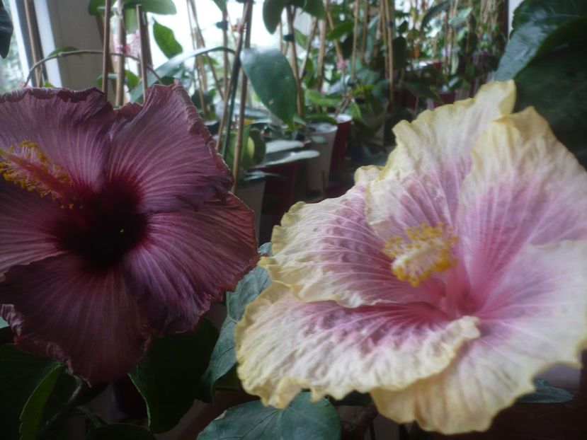 P1470109 - HIBISCUSI 2020-5