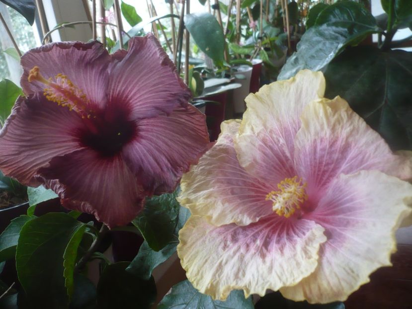 P1470110 - HIBISCUSI 2020-5