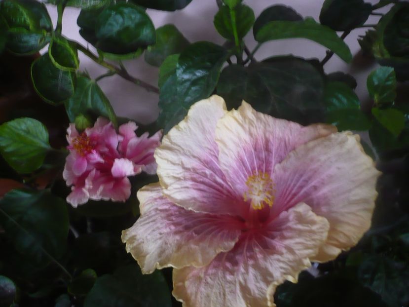 P1470111 - HIBISCUSI 2020-5