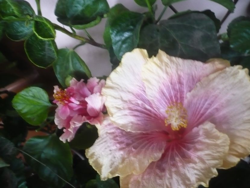 P1470112 - HIBISCUSI 2020-5