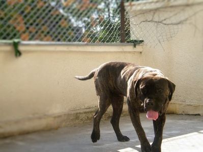 Betu- un presa canario afectuos - Cainele meu