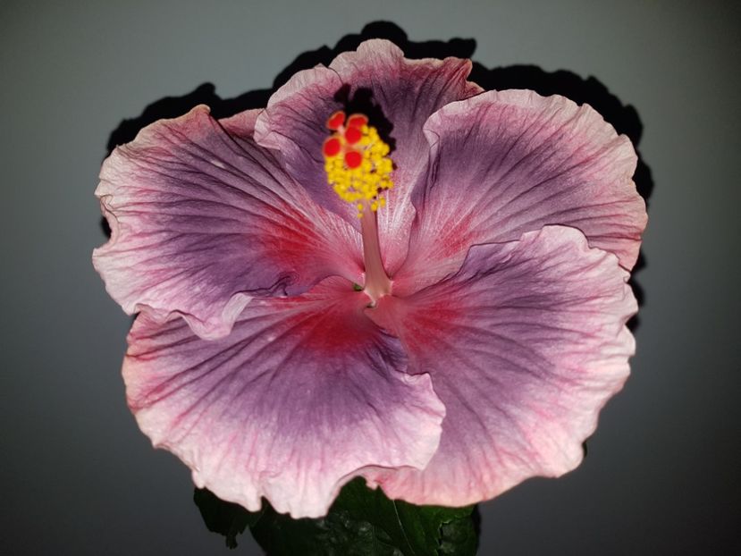  - Hibiscus Xiahe no 15-Summer Lotus