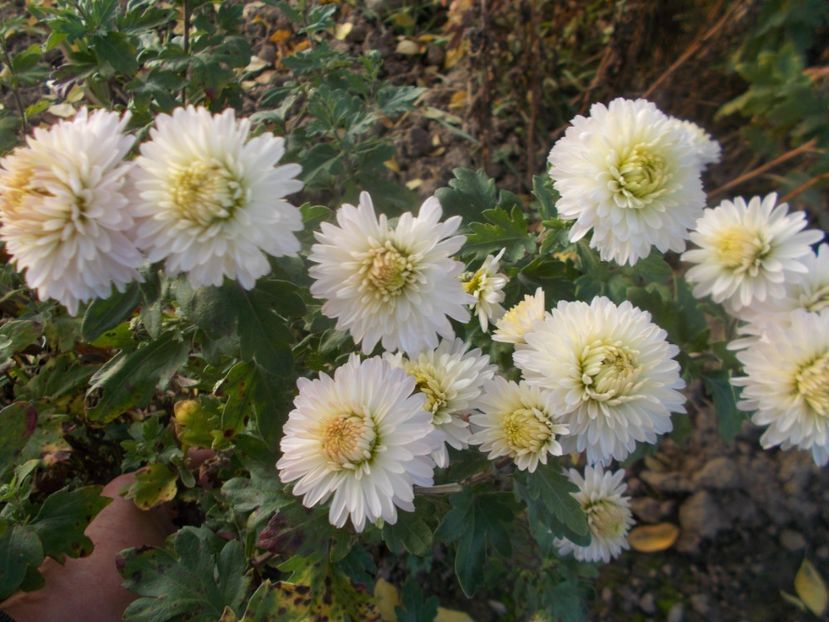  - CRIZANTEME SI TUFANELE 2020