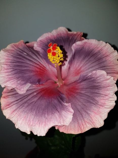  - Hibiscus Xiahe no 15-Summer Lotus