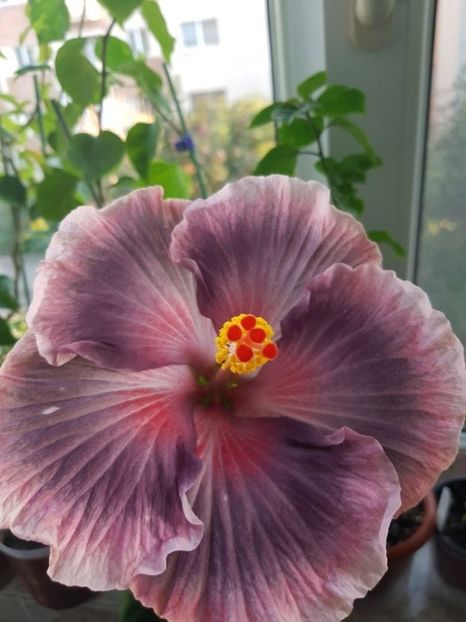  - Hibiscus Xiahe no 15-Summer Lotus